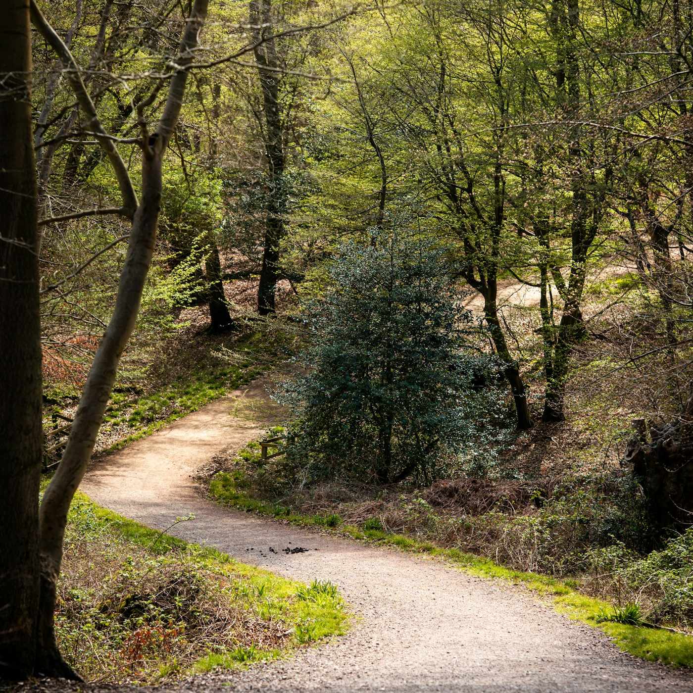 Un chemin clair dessine une courbe entre les arbres d’une forêt.