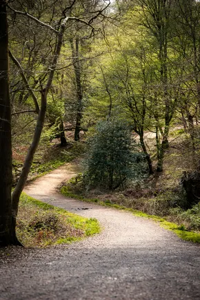 Un chemin clair dessine une courbe entre les arbres d’une forêt.