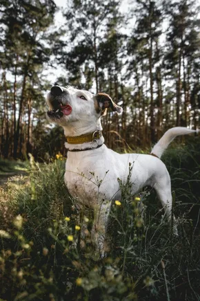 Un chien blanc adulte parmi les herbes, à la lisière des arbres.