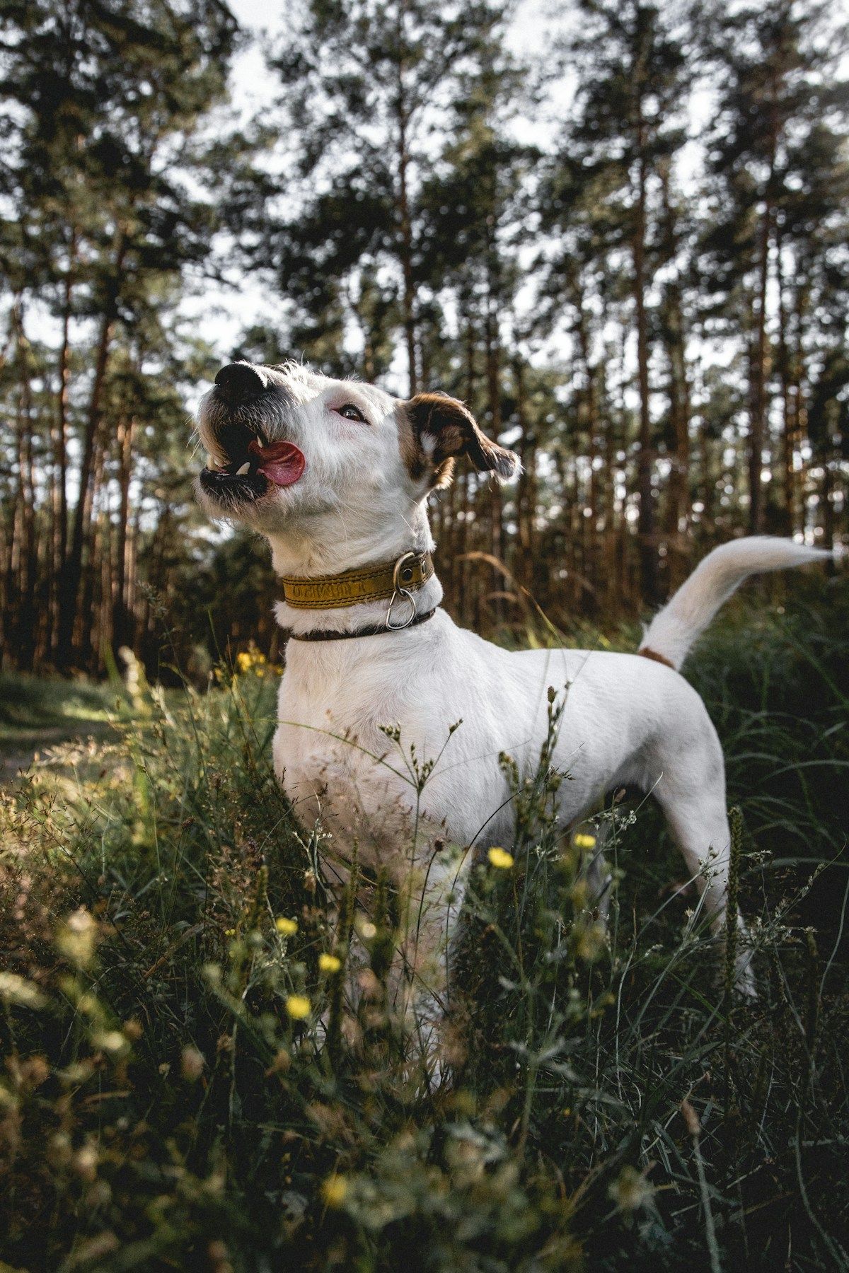 Un chien blanc adulte parmi les herbes, à la lisière des arbres.