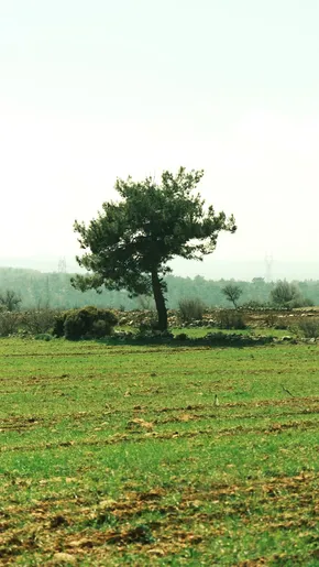 Un pin se dresse seul dans une prairie, devant un paysage légèrement brumeux.