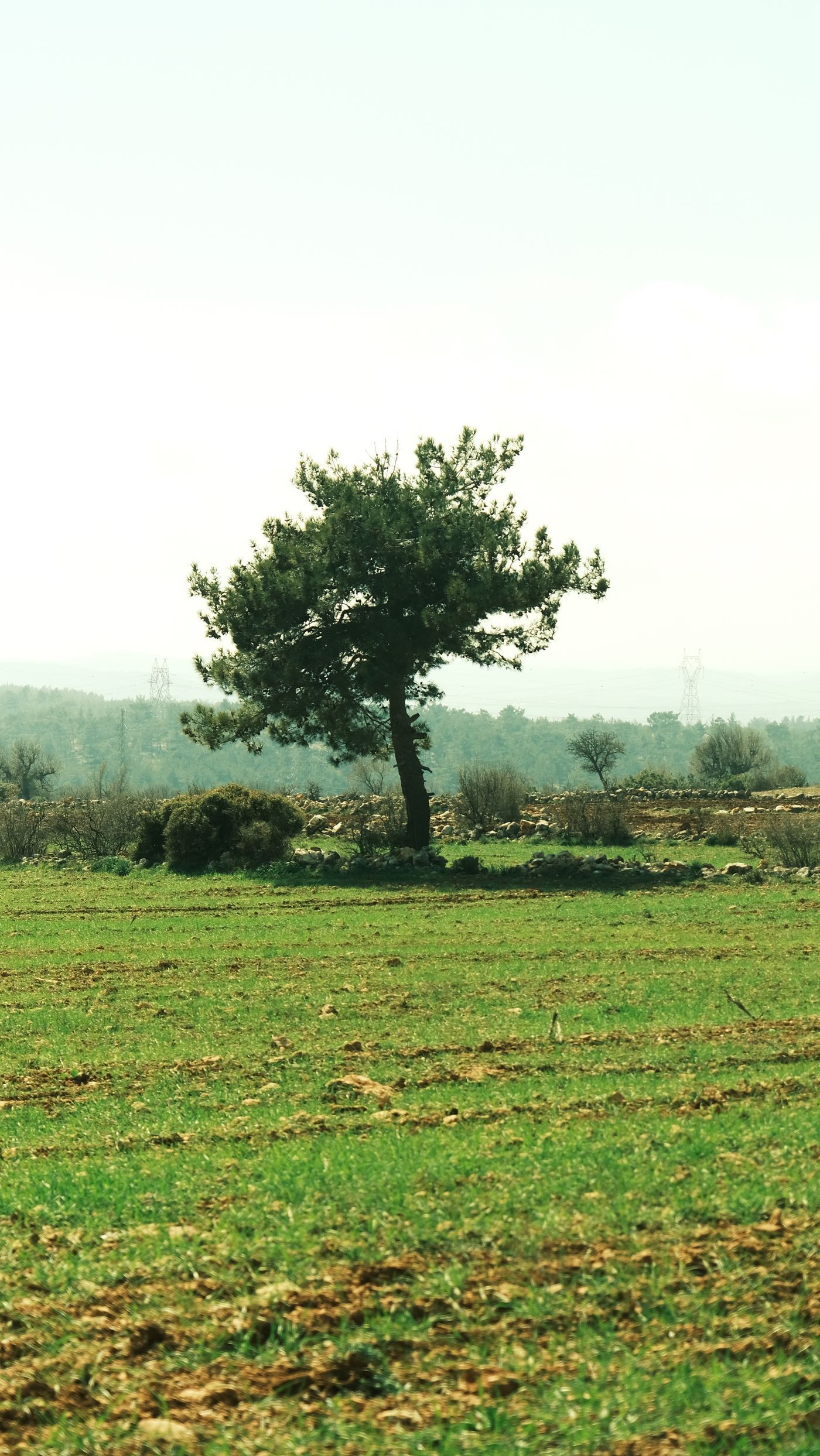 Un pin se dresse seul dans une prairie, devant un paysage légèrement brumeux.